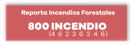800 INCENDIO